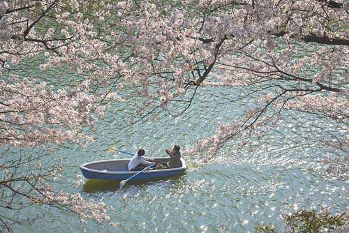 la fioritura dei ciliegi a tokyo 01