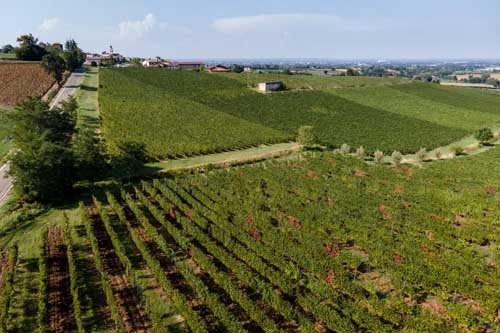 il valtidone wine fest 2023 parte il 3 settembre da borgonovo val tidone 04