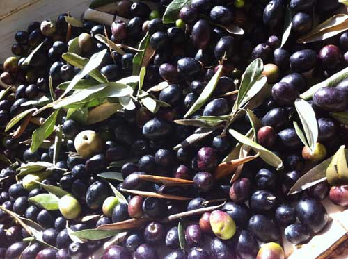 l oliveto gaudenzi si espande nelle colline spoletine 02